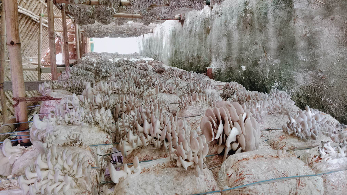 विदेशको कमाइले स्वदेशमा उद्यमी